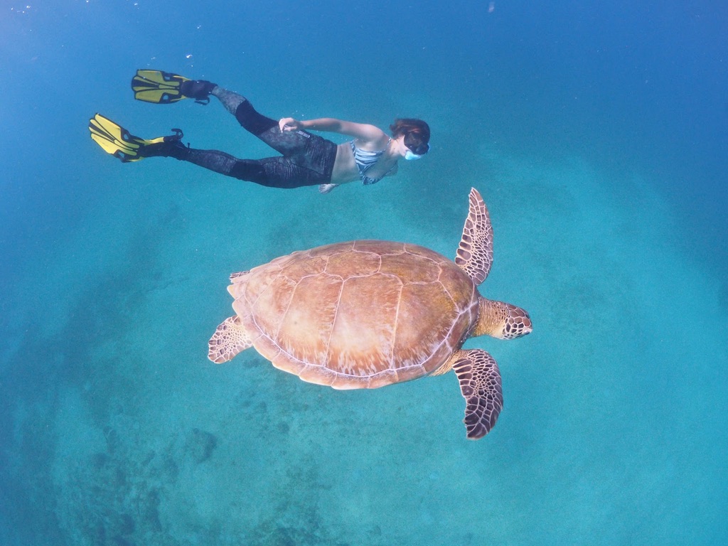 woman swimming with sea turtle